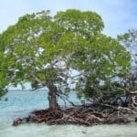 Mangrove in Caye in Belize, Travel and Destination Photography by Great Things LLC. All Rights Reserved