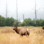 Nature Photography Elk in Elk County California Photography by Great Things LLC, All Rights Reserved