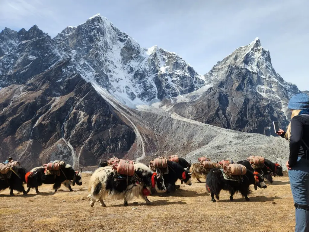 Yaks and Mt Everest Base Camp